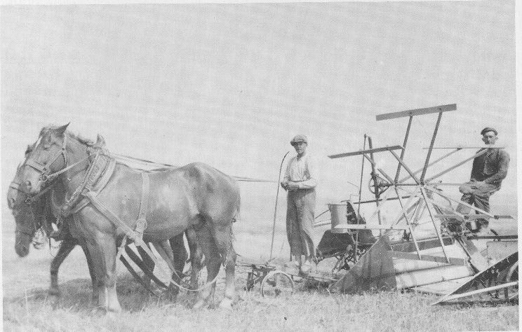 Herbert und Walter Wuttke bei der Getreideernte mit dem Bindemäher